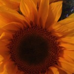 The Sunflower Effect- Part II