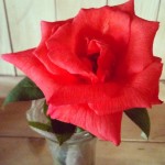 The Magnificent Rose